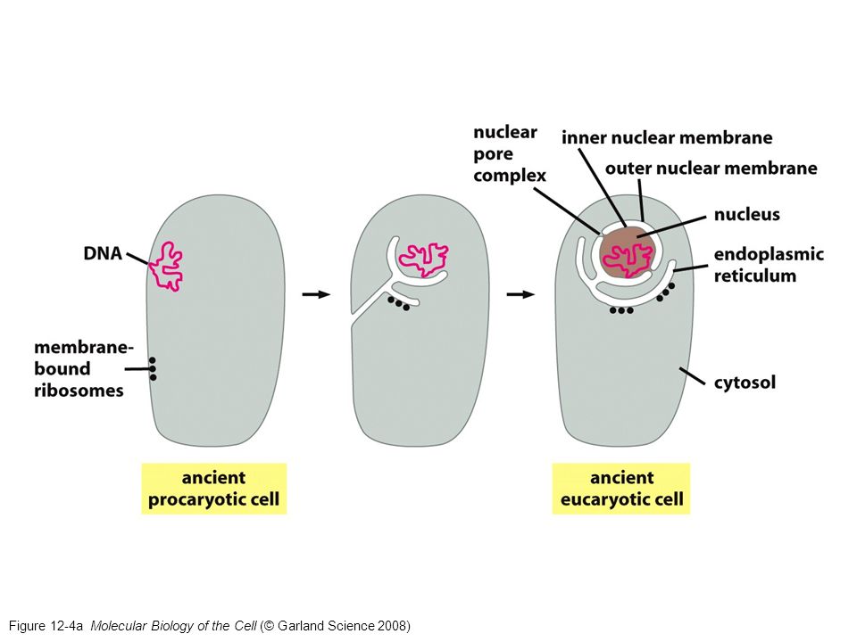Figure 12-4a Molecular Biology of the Cell (© Garland Science 2008)