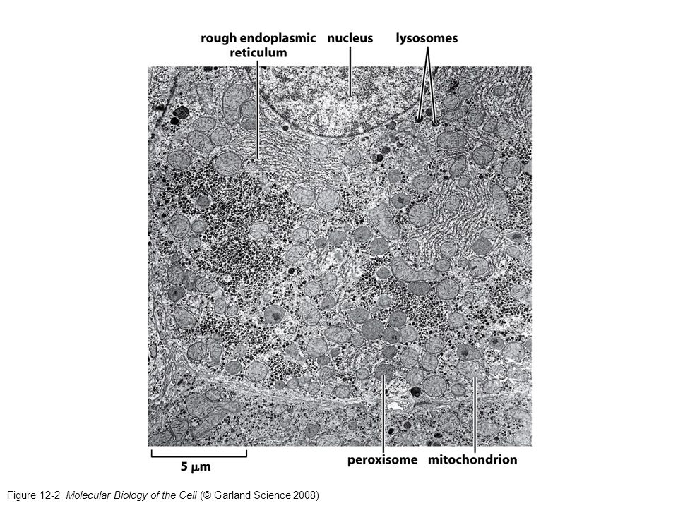 Figure 12-2 Molecular Biology of the Cell (© Garland Science 2008)