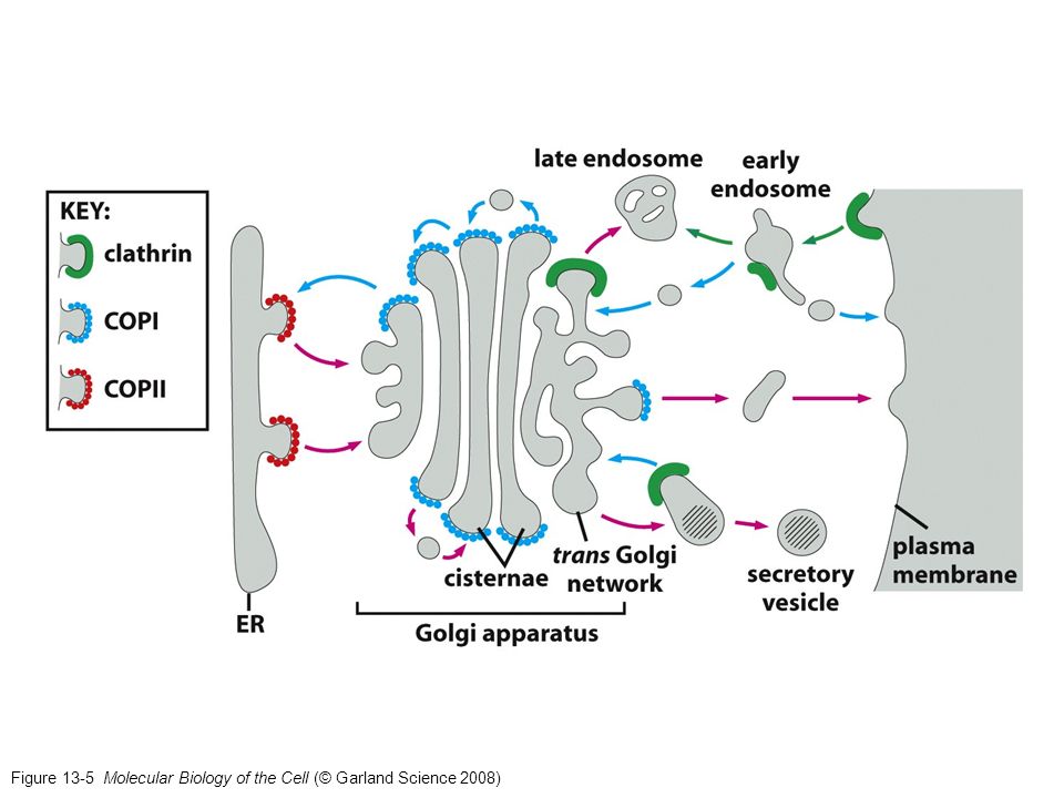 Figure 13-5 Molecular Biology of the Cell (© Garland Science 2008)