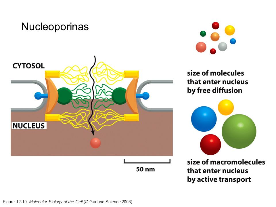 Nucleoporinas Figure Molecular Biology of the Cell (© Garland Science 2008)