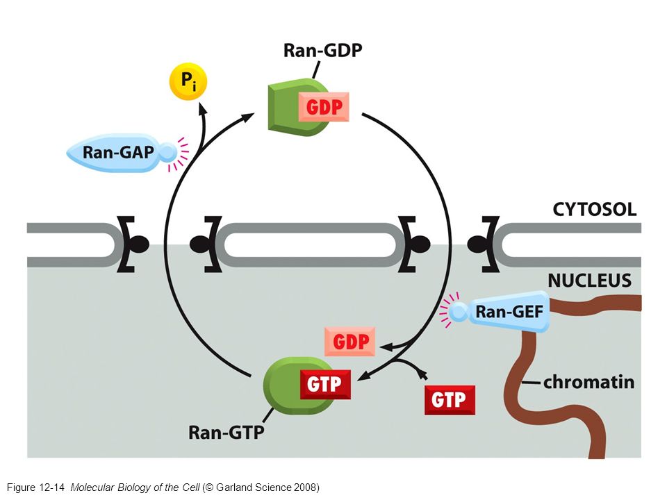 Figure Molecular Biology of the Cell (© Garland Science 2008)