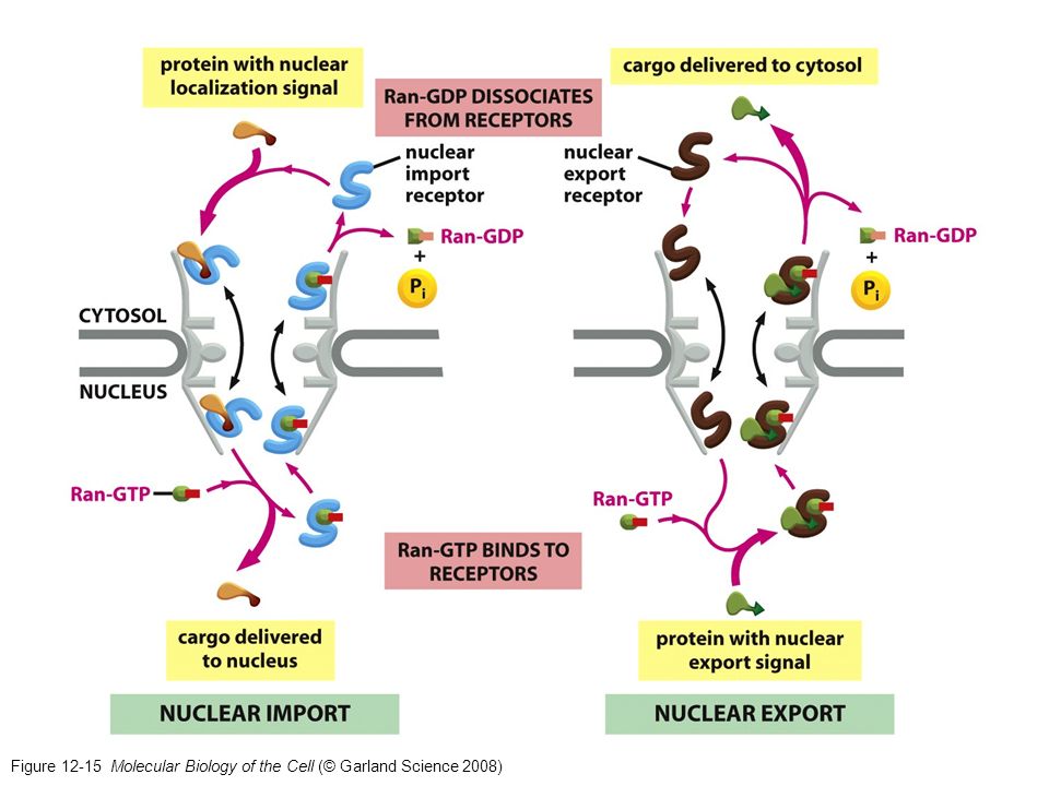 Figure Molecular Biology of the Cell (© Garland Science 2008)