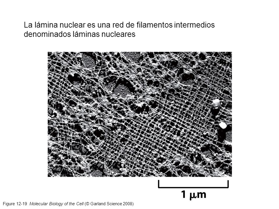 La lámina nuclear es una red de filamentos intermedios denominados láminas nucleares