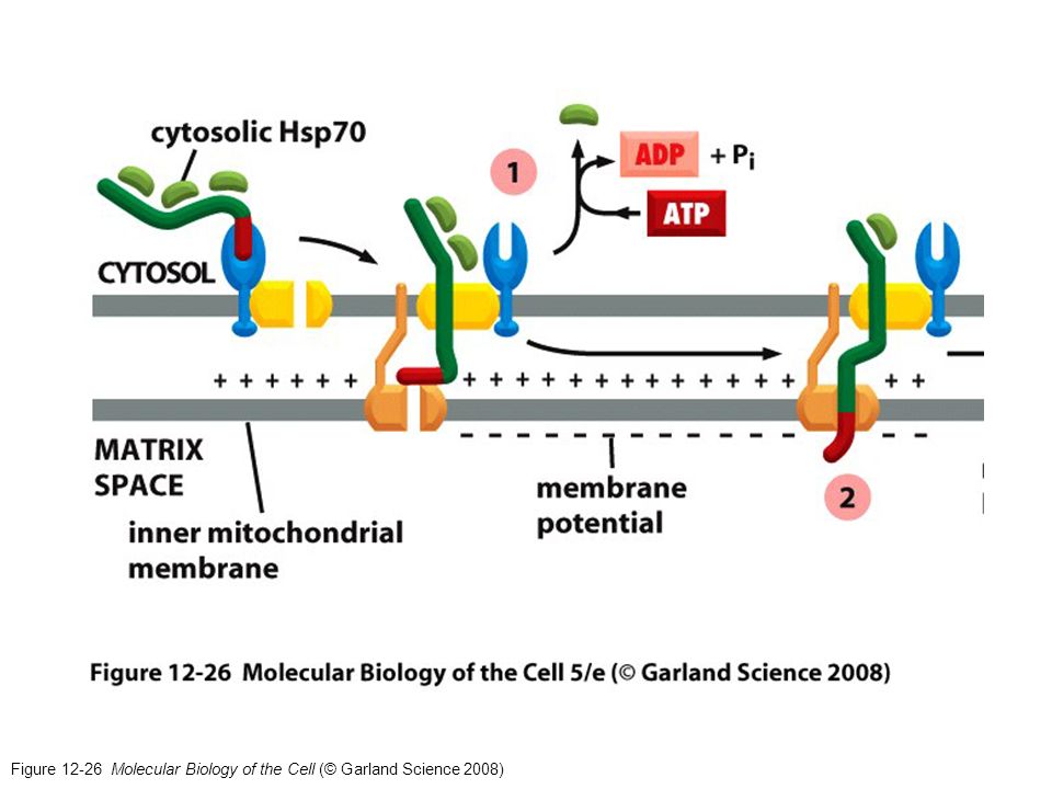 Figure Molecular Biology of the Cell (© Garland Science 2008)