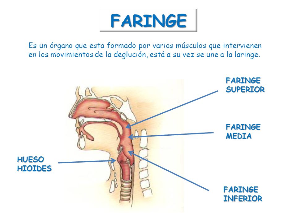 FARINGE Es un órgano que esta formado por varios músculos que intervienen en los movimientos de la deglución, está a su vez se une a la laringe.