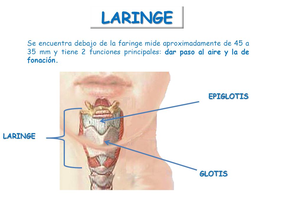 LARINGE Se encuentra debajo de la faringe mide aproximadamente de 45 a 35 mm y tiene 2 funciones principales: dar paso al aire y la de fonación.