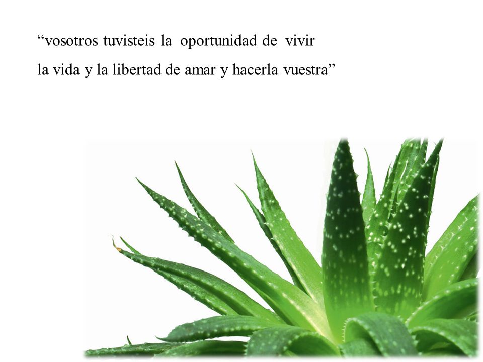 vosotros tuvisteis la oportunidad de vivir la vida y la libertad de amar y hacerla vuestra
