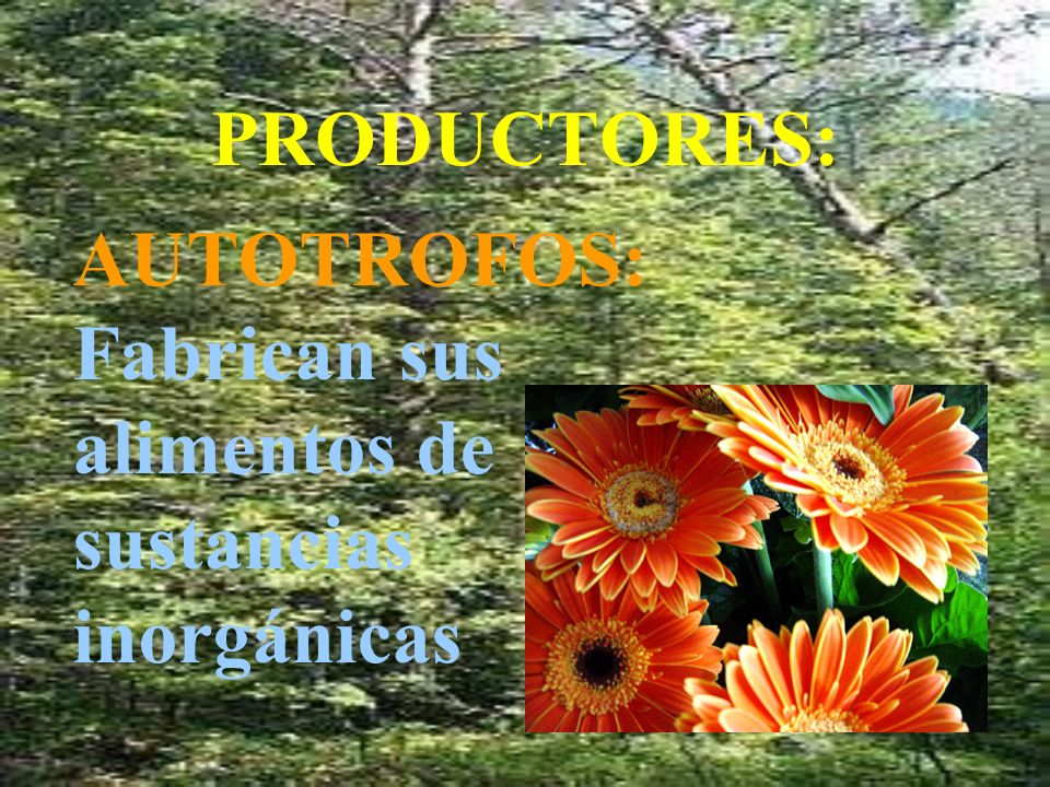 PRODUCTORES: AUTOTROFOS: Fabrican sus alimentos de sustancias inorgánicas