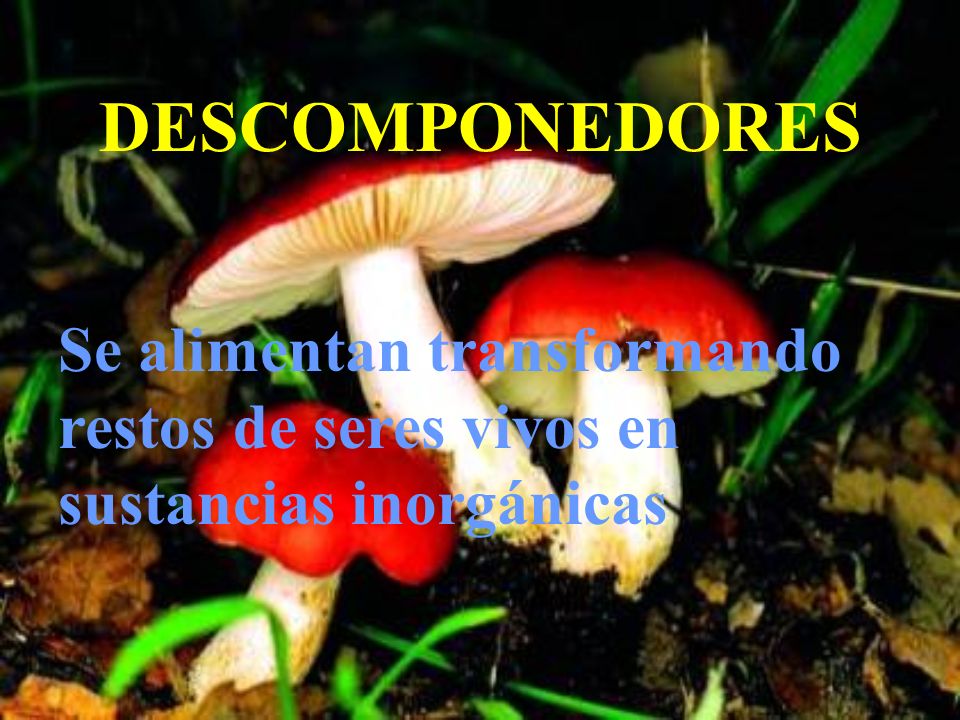 DESCOMPONEDORES Se alimentan transformando restos de seres vivos en sustancias inorgánicas