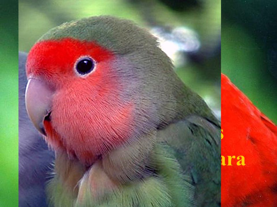 Loros y papagayos tienen fuertes picos para abrir frutos.