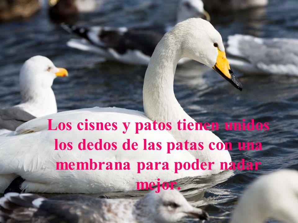 Los cisnes y patos tienen unidos los dedos de las patas con una membrana para poder nadar mejor.