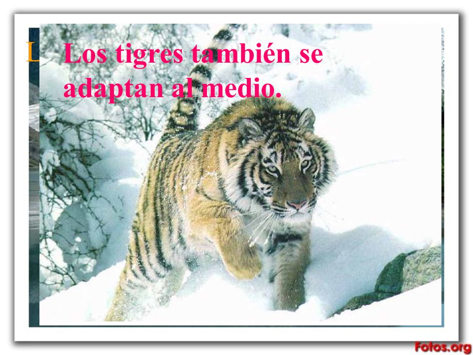 Los tigres se adaptan al medio