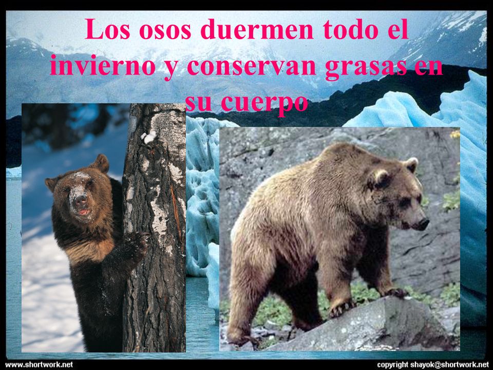 Los osos duermen todo el invierno y conservan grasas en su cuerpo