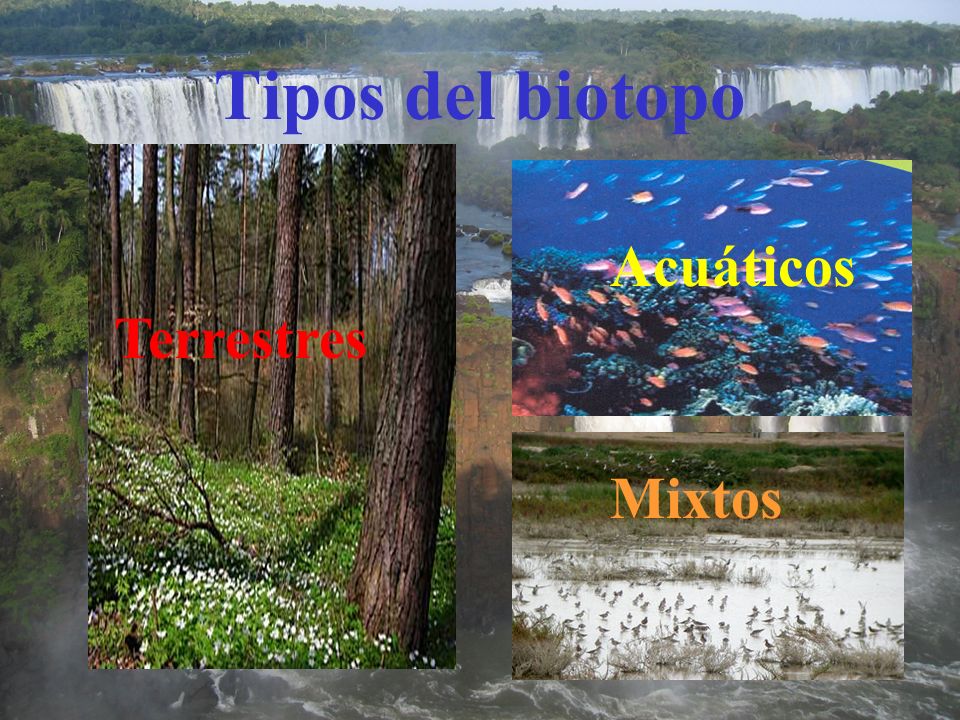 Tipos del biotopo Acuáticos Terrestres Mixtos