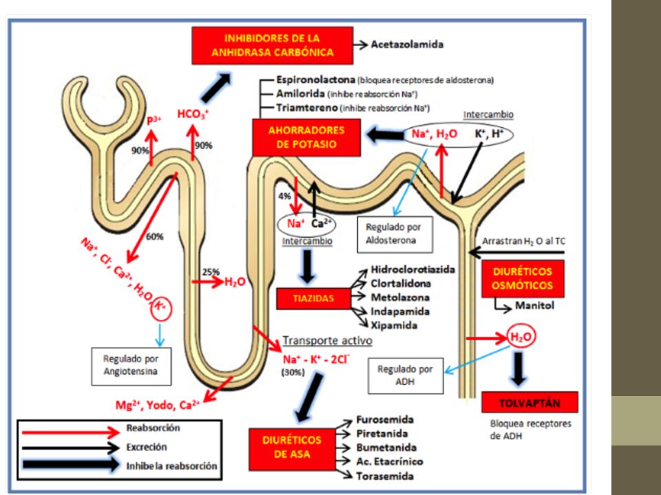 Se filtra por el glomérulo y alrededor del 30-60% se reabsorbe en el túbulo proximal.