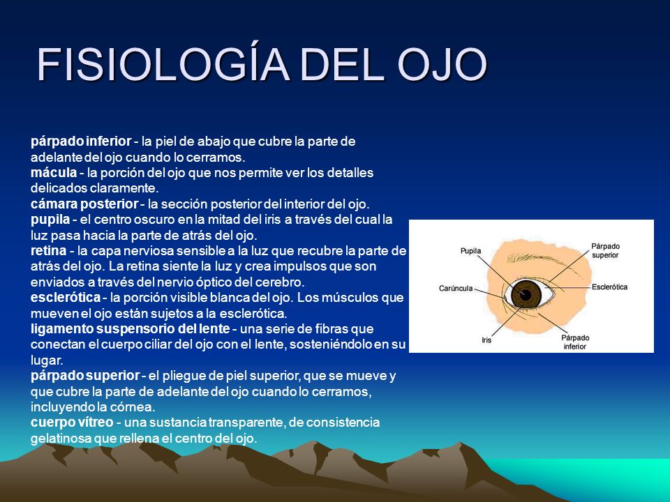 FISIOLOGÍA DEL OJO párpado inferior - la piel de abajo que cubre la parte de adelante del ojo cuando lo cerramos.