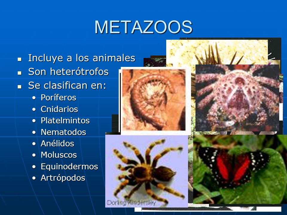 METAZOOS Incluye a los animales Son heterótrofos Se clasifican en: