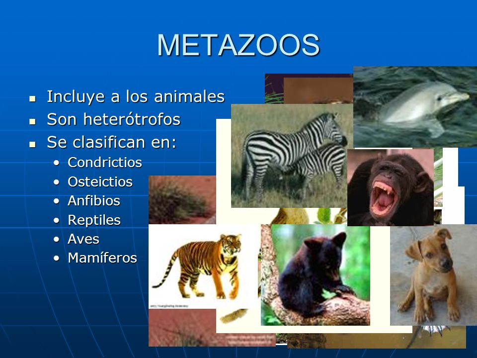 METAZOOS Incluye a los animales Son heterótrofos Se clasifican en: