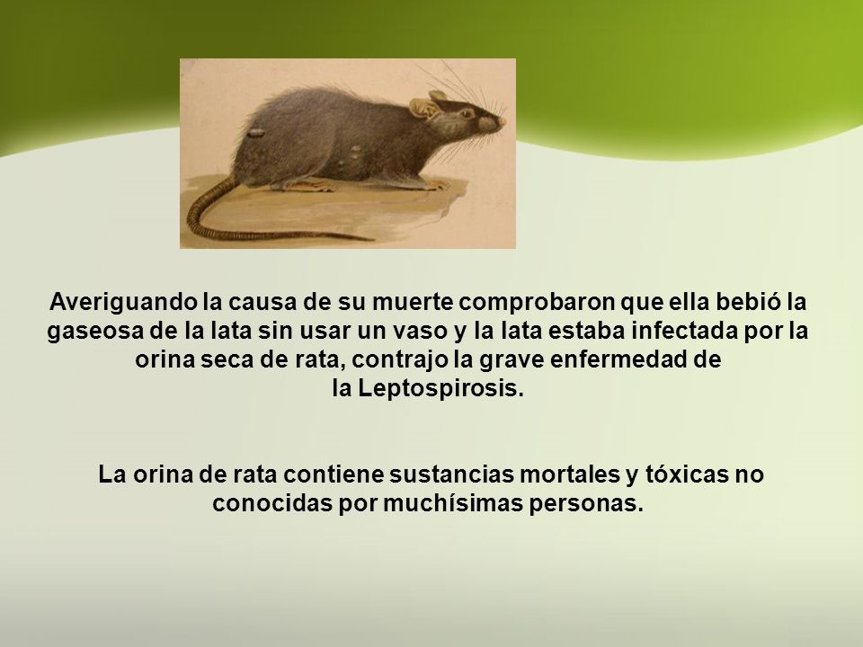 Averiguando la causa de su muerte comprobaron que ella bebió la gaseosa de la lata sin usar un vaso y la lata estaba infectada por la orina seca de rata, contrajo la grave enfermedad de la Leptospirosis.