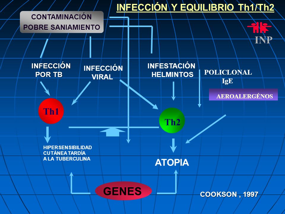 GENES INP INFECCIÓN Y EQUILIBRIO Th1/Th2 Th1 Th2 ATOPIA CONTAMINACIÓN