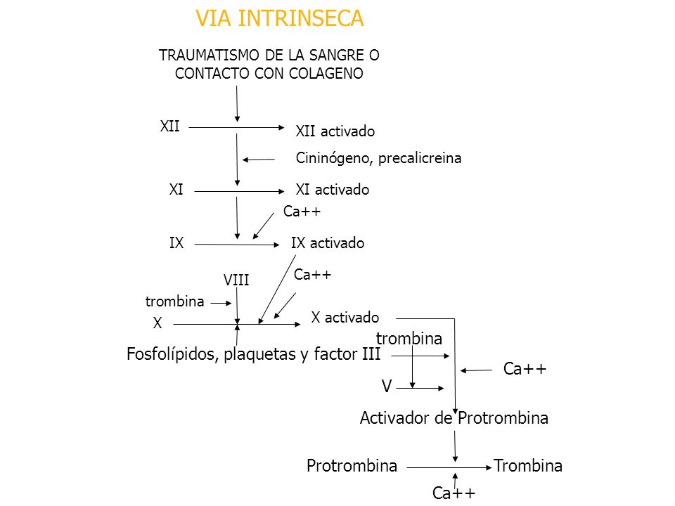 VIA INTRINSECA trombina Fosfolípidos, plaquetas y factor III Ca++ V
