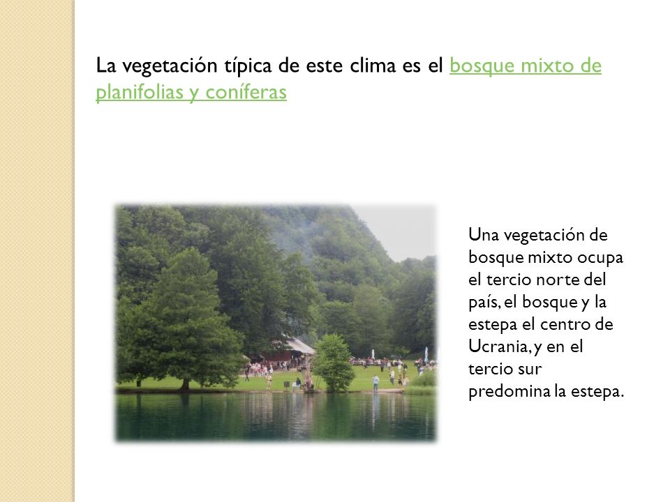 La vegetación típica de este clima es el bosque mixto de planifolias y coníferas