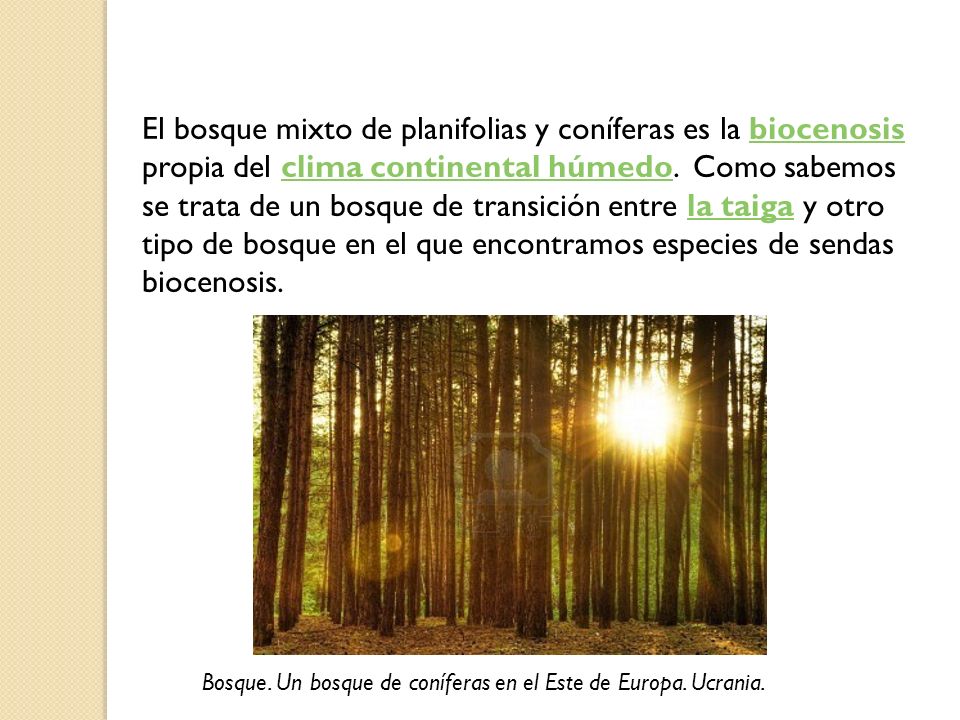 El bosque mixto de planifolias y coníferas es la biocenosis propia del clima continental húmedo. Como sabemos se trata de un bosque de transición entre la taiga y otro tipo de bosque en el que encontramos especies de sendas biocenosis.