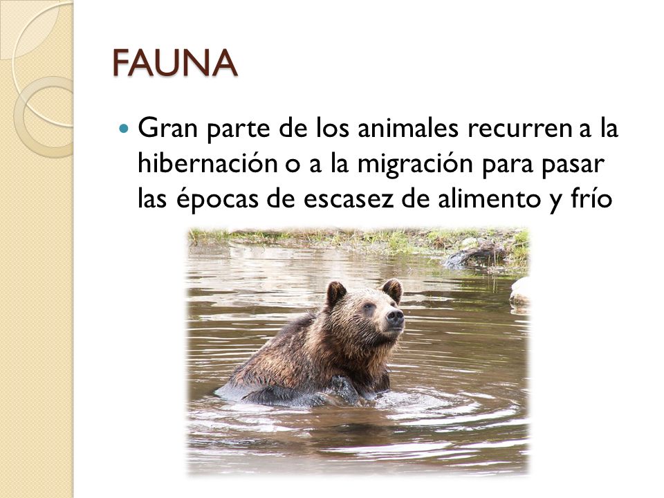 FAUNA Gran parte de los animales recurren a la hibernación o a la migración para pasar las épocas de escasez de alimento y frío.