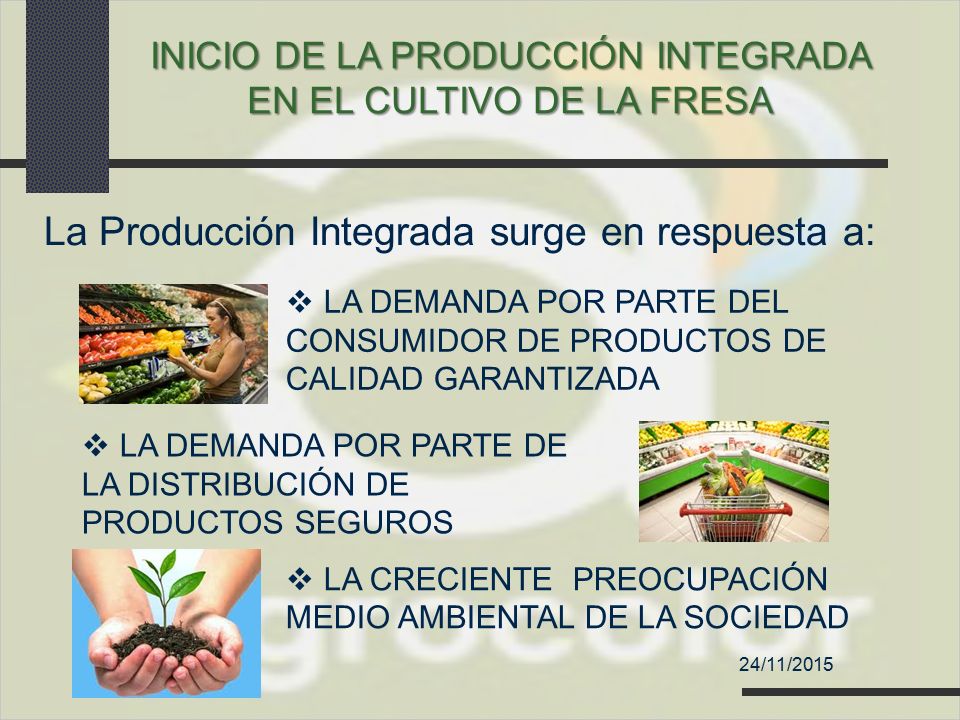 INICIO DE LA PRODUCCIÓN INTEGRADA EN EL CULTIVO DE LA FRESA