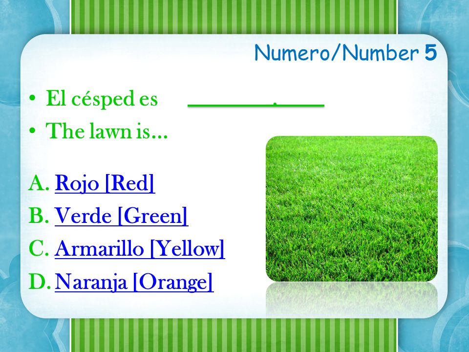 El césped es . The lawn is... Rojo [Red] Verde [Green]