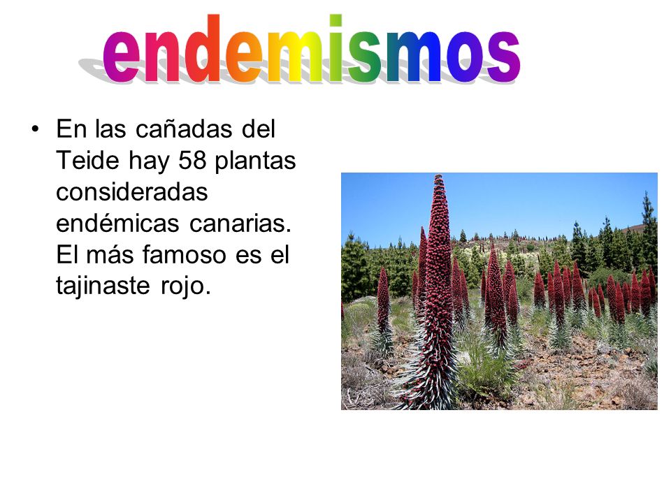 endemismos En las cañadas del Teide hay 58 plantas consideradas endémicas canarias.