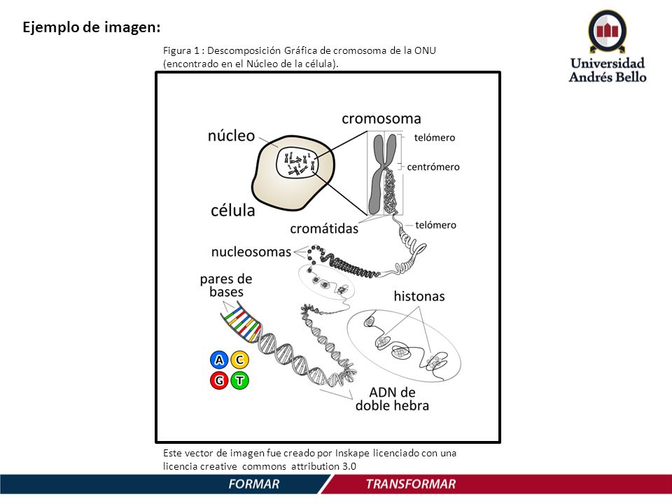 Ejemplo de imagen: Figura 1 : Descomposición Gráfica de cromosoma de la ONU (encontrado en el Núcleo de la célula).