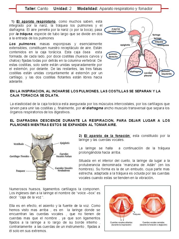 Taller: Canto Unidad: 2 Modalidad: Aparato respiratorio y fonador