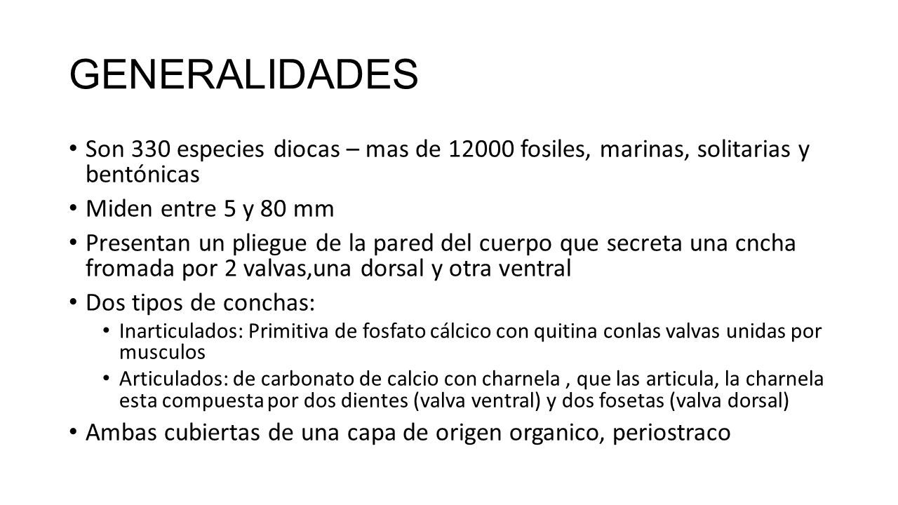 GENERALIDADES Son 330 especies diocas – mas de fosiles, marinas, solitarias y bentónicas. Miden entre 5 y 80 mm.