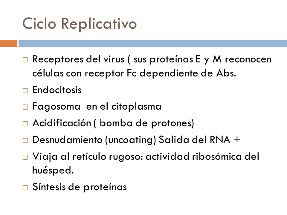 Ciclo Replicativo Receptores del virus ( sus proteínas E y M reconocen células con receptor Fc dependiente de Abs.