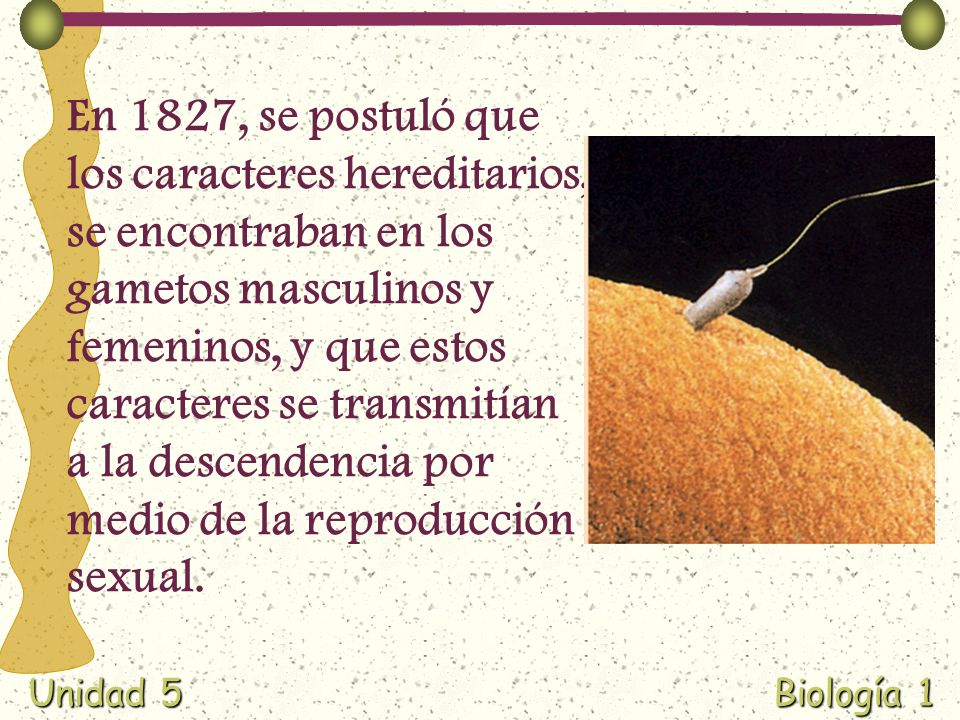 En 1827, se postuló que los caracteres hereditarios, se encontraban en los gametos masculinos y femeninos, y que estos caracteres se transmitían a la descendencia por medio de la reproducción sexual.