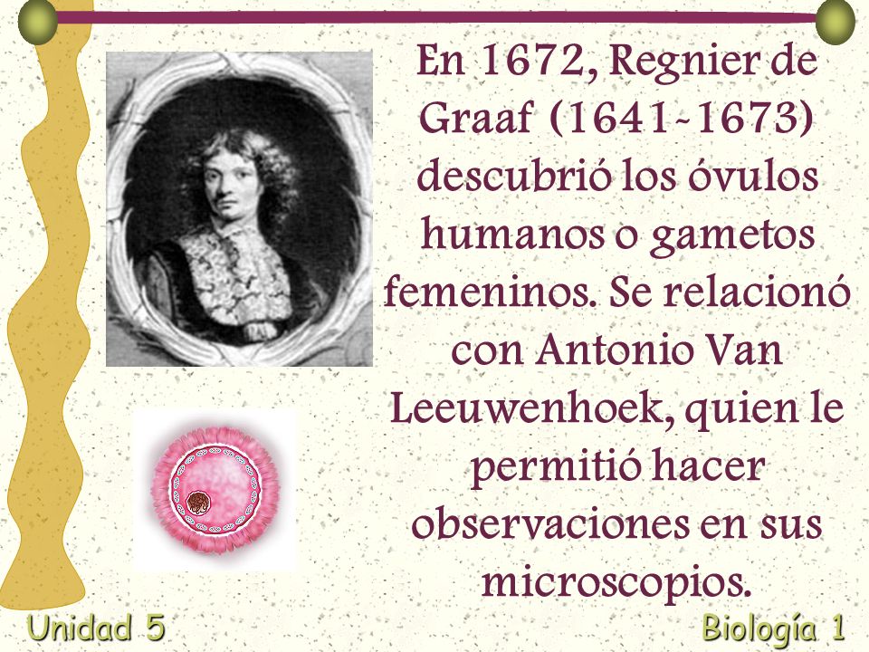 En 1672, Regnier de Graaf ( ) descubrió los óvulos humanos o gametos femeninos.