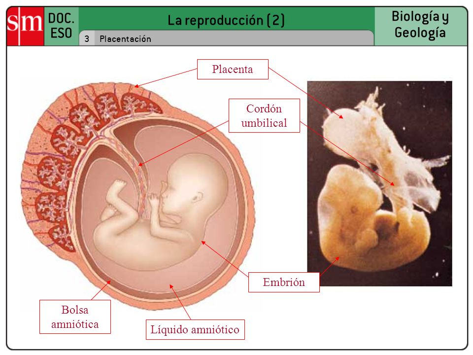 Placenta Cordón umbilical Embrión Bolsa amniótica Líquido amniótico 3