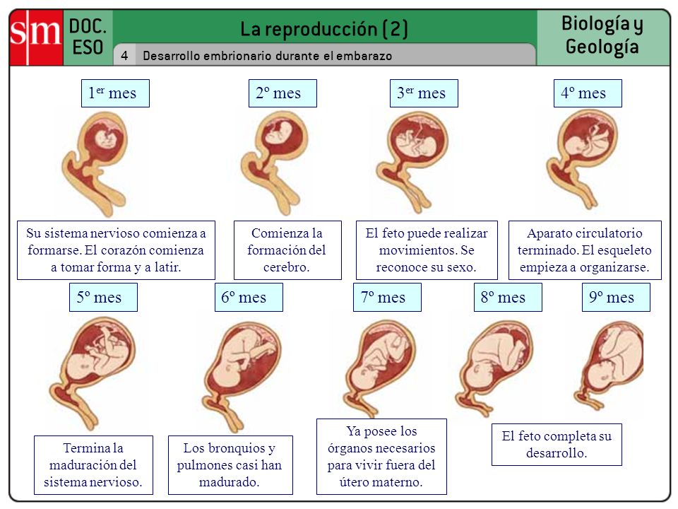 1er mes 2º mes 3er mes 4º mes 5º mes 6º mes 7º mes 8º mes 9º mes 4