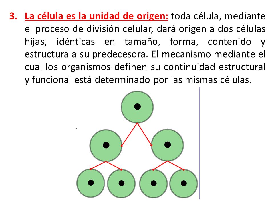 La célula es la unidad de origen: toda célula, mediante el proceso de división celular, dará origen a dos células hijas, idénticas en tamaño, forma, contenido y estructura a su predecesora.