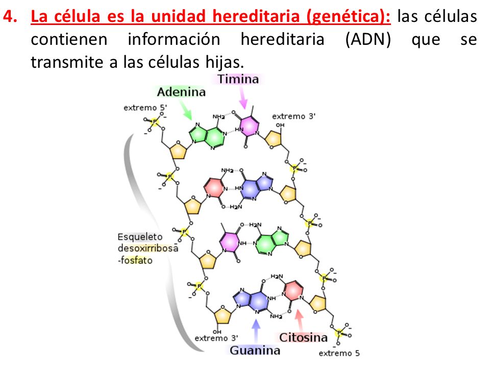 La célula es la unidad hereditaria (genética): las células contienen información hereditaria (ADN) que se transmite a las células hijas.