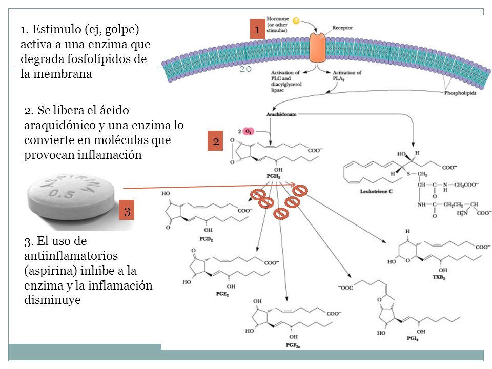 1. Estimulo (ej, golpe) activa a una enzima que degrada fosfolípidos de la membrana