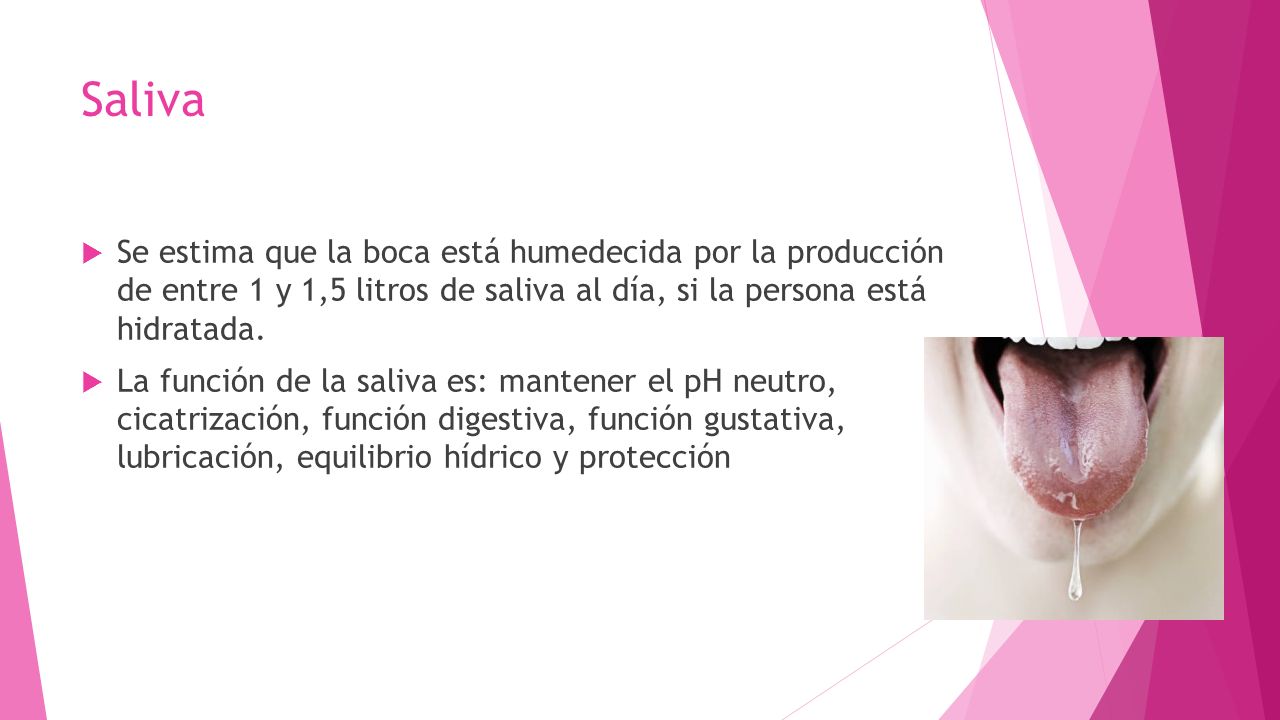 Saliva Se estima que la boca está humedecida por la producción de entre 1 y 1,5 litros de saliva al día, si la persona está hidratada.