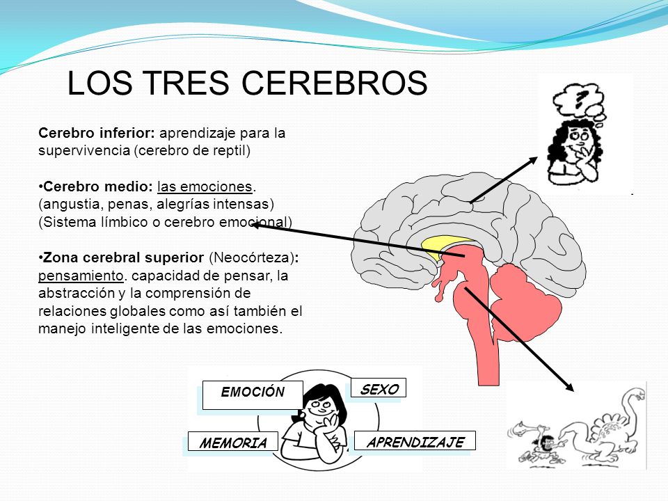 LOS TRES CEREBROS EMOCIÓN. SEXO. MEMORIA. APRENDIZAJE. Cerebro inferior: aprendizaje para la supervivencia (cerebro de reptil)