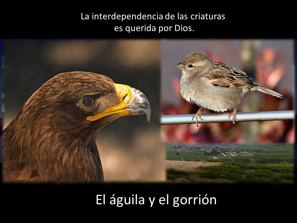 El águila y el gorrión La interdependencia de las criaturas