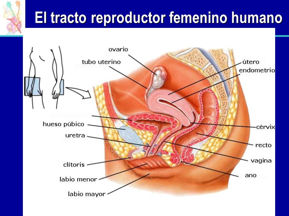El tracto reproductor femenino humano