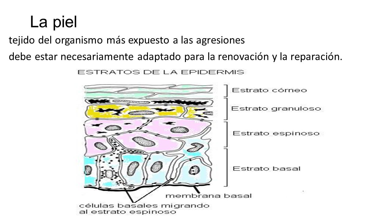 La piel tejido del organismo más expuesto a las agresiones debe estar necesariamente adaptado para la renovación y la reparación.