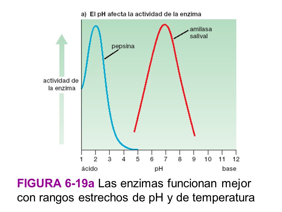 figura 6-19a Las enzimas funcionan mejor con rangos estrechos de pH y de temperatura