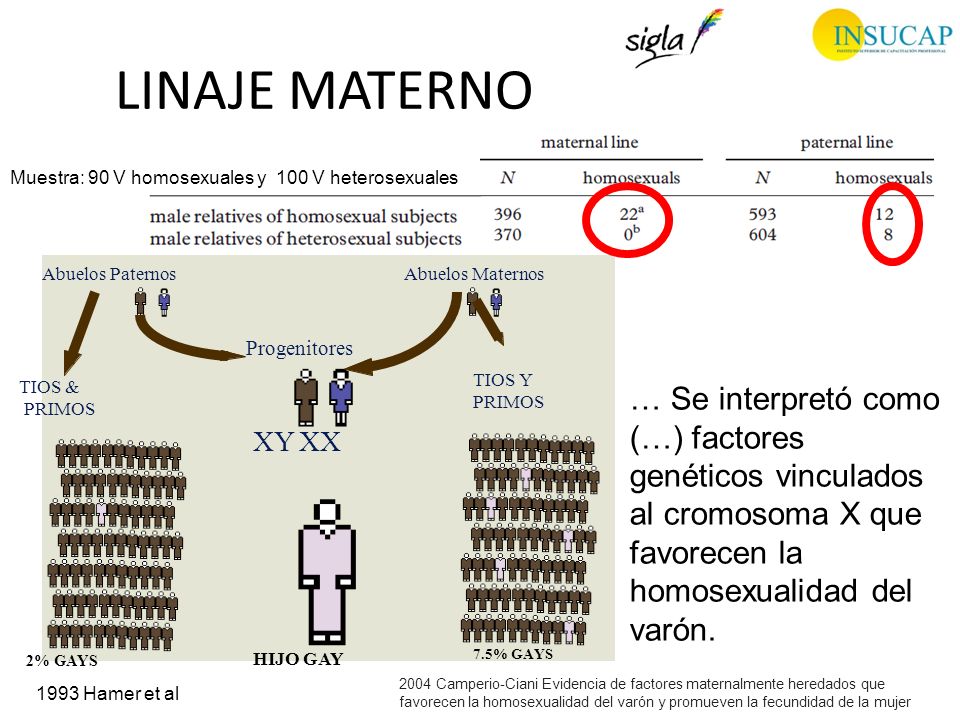 LINAJE MATERNO Muestra: 90 V homosexuales y 100 V heterosexuales. Abuelos Paternos. Abuelos Maternos.