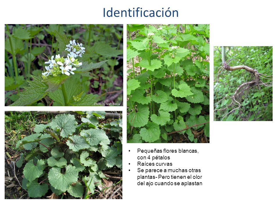 Identificación Pequeñas flores blancas, con 4 pétalos Raíces curvas